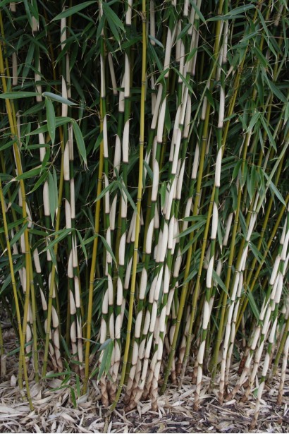 Бамбук Пінгу стебло